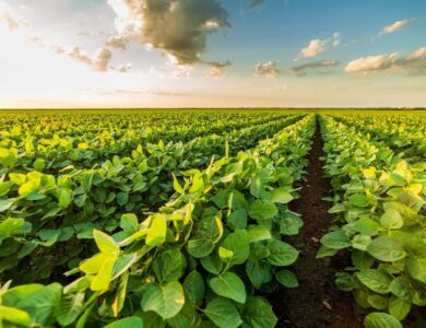 Plantio de Soja em Goiás